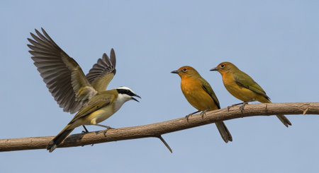 beautiful birds in nature, sitting on a branch, nature seriesの写真素材