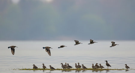 Great Cormorant, Phalacrocorax carbo, group of birds in flight