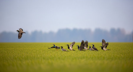 A flock of ducks flying over a green paddy field in spring