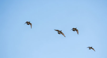 flock of pigeons flying in the blue sky, nature seriesの写真素材