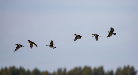 A flock of common greylag geese flying in a blue skyの写真素材