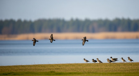 Flock of Canada Geese (Branta canadensis) in flightの写真素材