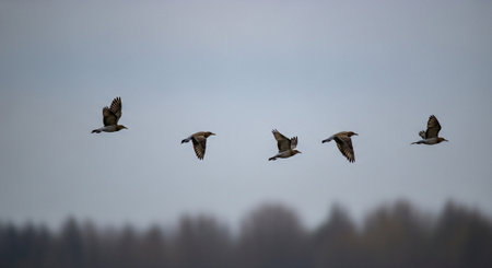 Group of ducks flying in a foggy winter day in the countryside