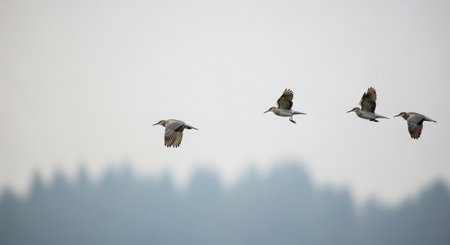 Group of sandhill cranes flying in a foggy morning.