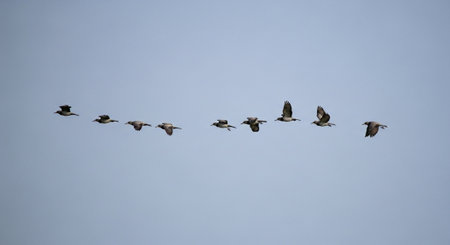 flock of pelicans flying in a blue sky, nature series