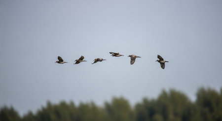 Flock of Great crested greylag geese in flight