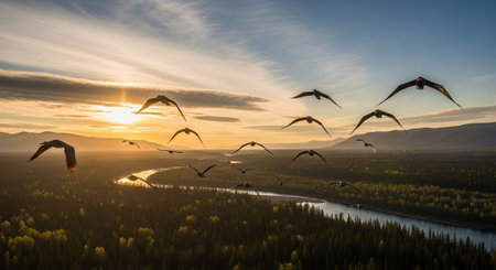 Seagulls flying over the river at sunset. Panoramaの写真素材