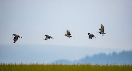 Common greylag goose (Anser anser) in flight