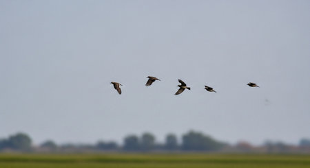 Flock of ducks flying over a green meadow in the Netherlands