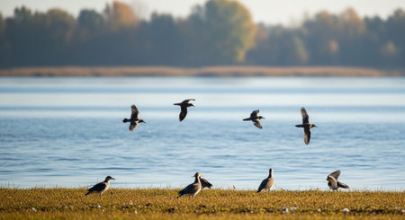 Flock of cormorants flying over a lake in autumn