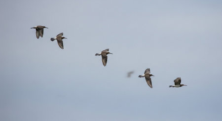 flock of sandpipers flying in the sky over the sea