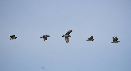 A flock of sandpipers flying in a blue sky in spring