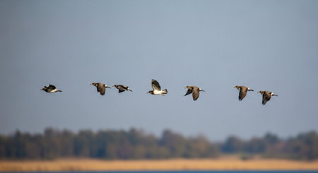 Flock of Canada Geese in flight over a lake in autumnの写真素材