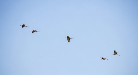flock of pelicans flying in the blue sky, nature series
