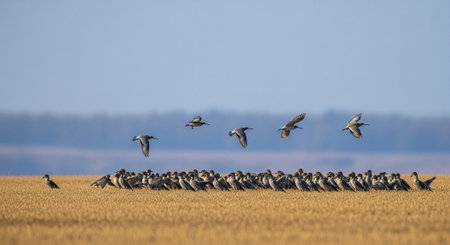 Flock of sandhill cranes, Grus canadensis, in flight
