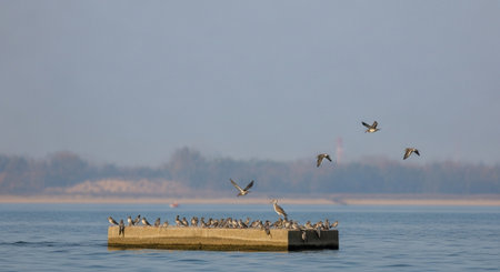 Flock of seagulls flying over a jetty in winter
