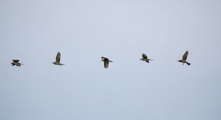 A flock of pelicans flying in the sky. Birds in flight.