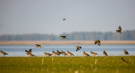 Flock of birds in flight