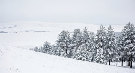 Winter mountain landscape with snow covered fir trees on the slope (Carpathian, Ukraine).の写真素材