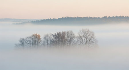 Trees in the fog at sunrise. Early morning in the forest.の写真素材