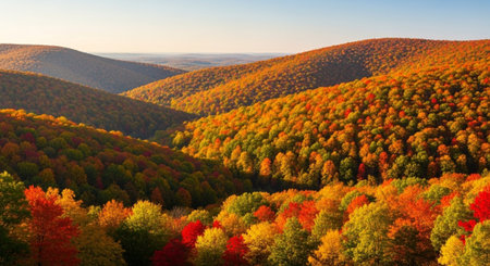 Colorful autumn forest in the mountains. Panoramic view.の写真素材
