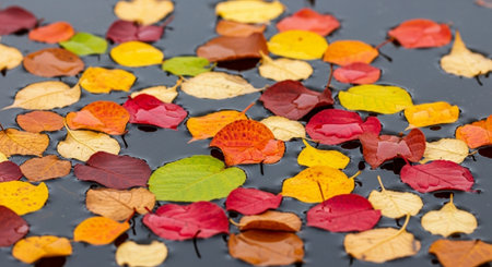 Colorful autumn leaves floating on the water. Autumn background. Selective focus.