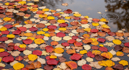 Colorful autumn leaves floating on the water in a puddle.の写真素材
