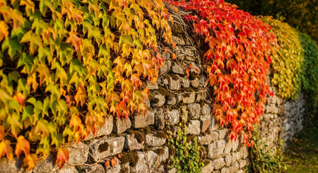 Colorful autumn leaves on stone wall in sunny day. Beautiful nature background.の写真素材