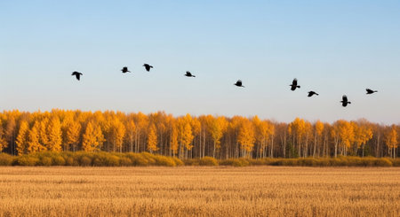 Flock of crows flying in the autumn forest. Russia.の写真素材