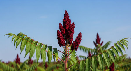 Sorbus aucuparia, commonly known as rowan or mountain ash, is a genus of flowering plants in the...