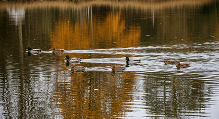 Mallard ducks swimming on the lake in autumn. Colorful autumn landscape.の写真素材