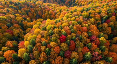 Aerial view of autumn forest. Colorful trees in fall season