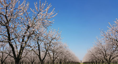 Blossoming almond trees in the orchard on a spring dayの写真素材