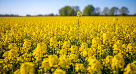 Field of blooming rapeseed (Brassica napus)