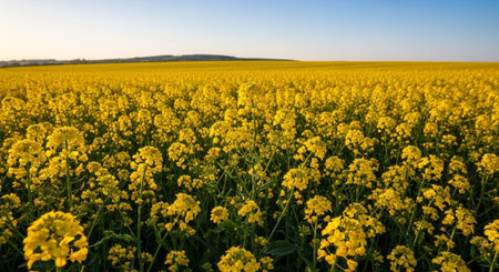 Blooming rapeseed field in the springtime. Agricultural landscape.