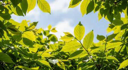 Green leaves on blue sky background. Nature green leaves background. Green leaves background.