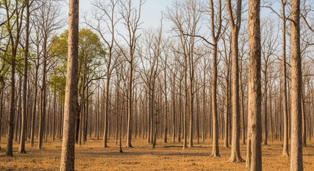 Landscape view of a row of trees in a rural area.