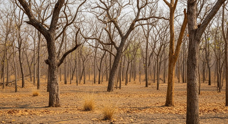 Trees in the desert of Chobe National Park, Botswanaの写真素材