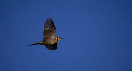 Wildlife Animal and Desert Landscape Photo Collection Displayed in Organized Thumbnail Grid Gallery.