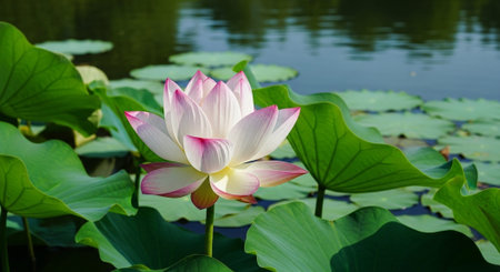 Nature Growth and Blooming Flowers Collection â€“ Seedlings, Lotus Water Lilies, Roses,...