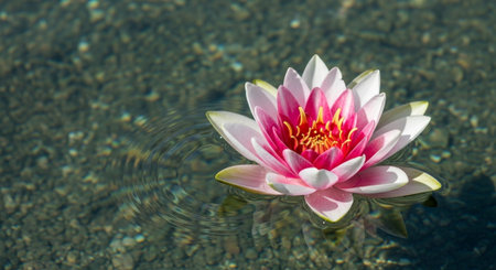Nature Growth and Blooming Flowers Collection â€“ Seedlings, Lotus Water Lilies, Roses,...