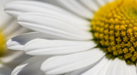 Nature Growth and Blooming Flowers Collection â Seedlings, Lotus Water Lilies, Roses, Sunflowers, Tulips, Lavender Fields and Garden Landscapes.の写真素材