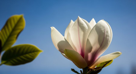 Nature Growth and Blooming Flowers Collection â Seedlings, Lotus Water Lilies, Roses, Sunflowers, Tulips, Lavender Fields and Garden Landscapes.の写真素材