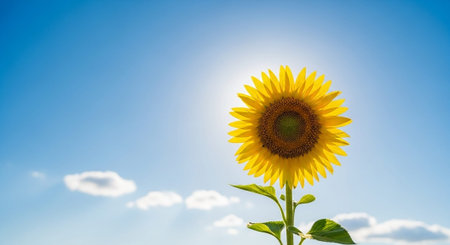 Nature Growth and Blooming Flowers Collection â Seedlings, Lotus Water Lilies, Roses, Sunflowers, Tulips, Lavender Fields and Garden Landscapes.の写真素材