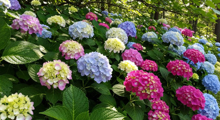 Nature Growth and Blooming Flowers Collection â€“ Seedlings, Lotus Water Lilies, Roses,...