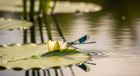 Macro Insect Photography Collection â Bees, Beetles, Spiders, Honeycomb, Dragonflies, Coral Reef and Wildlife Nature Backgrounds.の写真素材