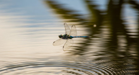 Macro Insect Photography Collection â€“ Bees, Beetles, Spiders, Honeycomb, Dragonflies, Coral...