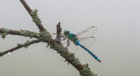 Macro Insect Photography Collection â€“ Bees, Beetles, Spiders, Honeycomb, Dragonflies, Coral...