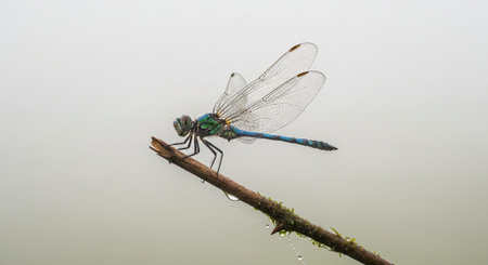 Macro Insect Photography Collection â€“ Bees, Beetles, Spiders, Honeycomb, Dragonflies, Coral...
