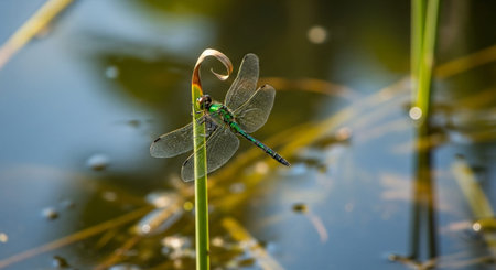 Macro Insect Photography Collection â€“ Bees, Beetles, Spiders, Honeycomb, Dragonflies, Coral...